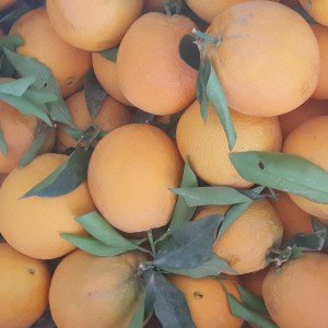 Orange Navel Orange Navel