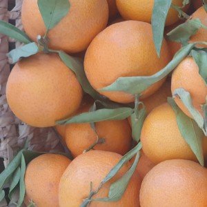 Clémentines
